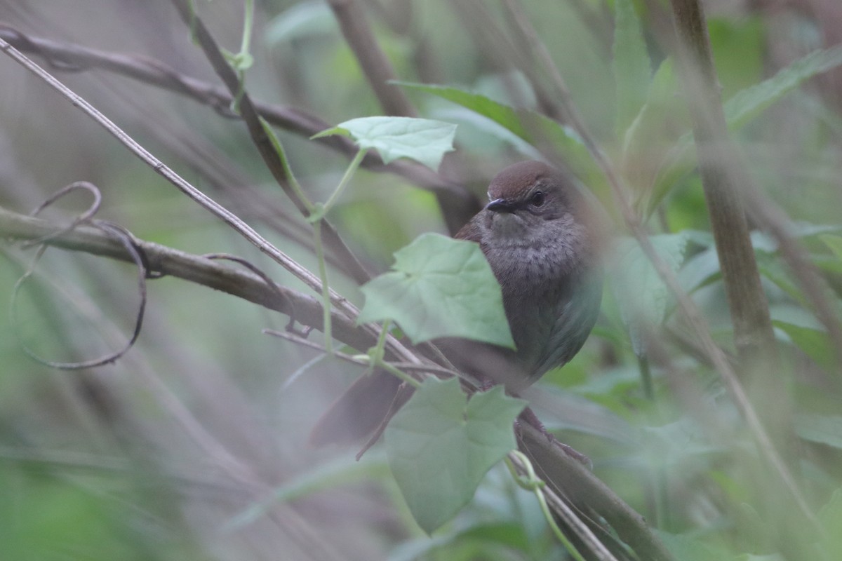 Barratt's Warbler - Ohad Sherer