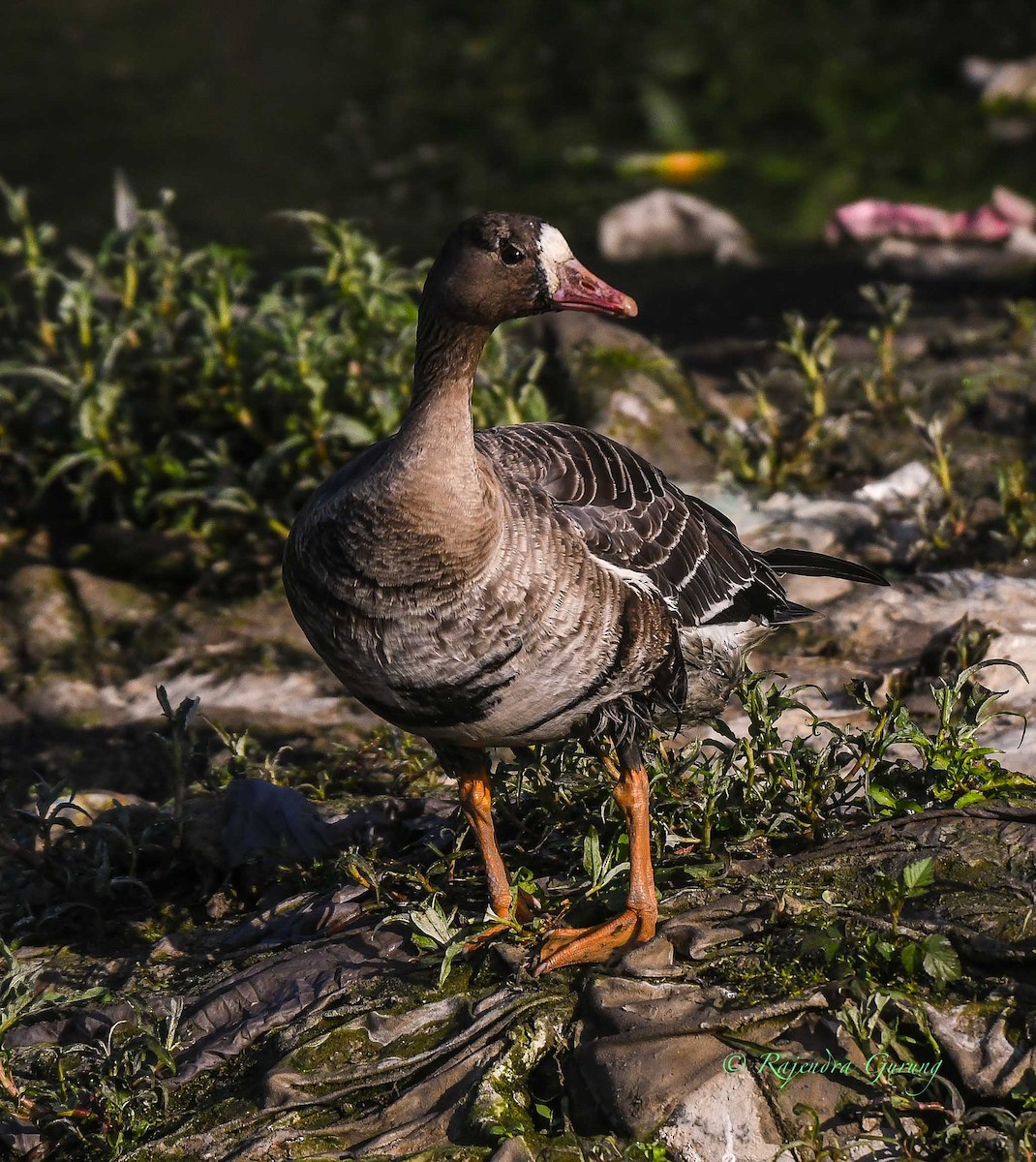 Greater White-fronted Goose - ML611781490