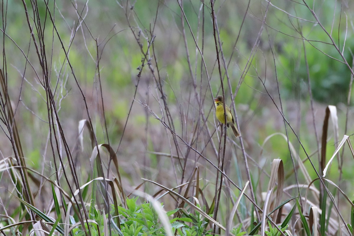 African Yellow-Warbler - ML611781495