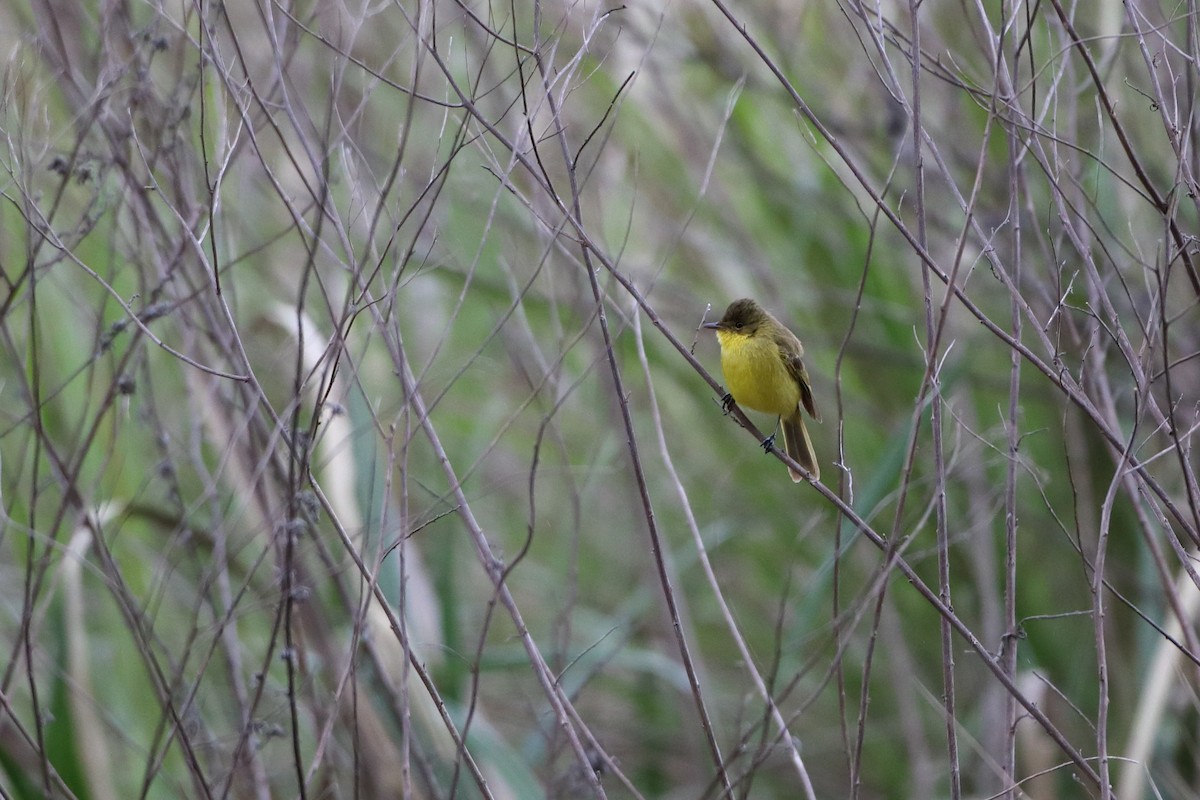 African Yellow-Warbler - ML611781496