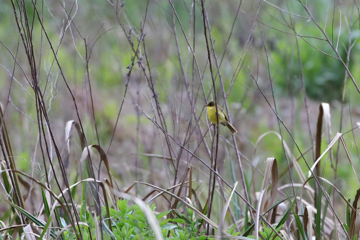 African Yellow-Warbler - ML611781497