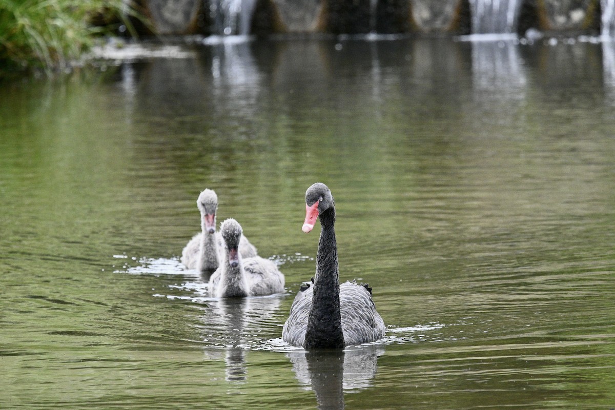 Black Swan - Snotty Foster