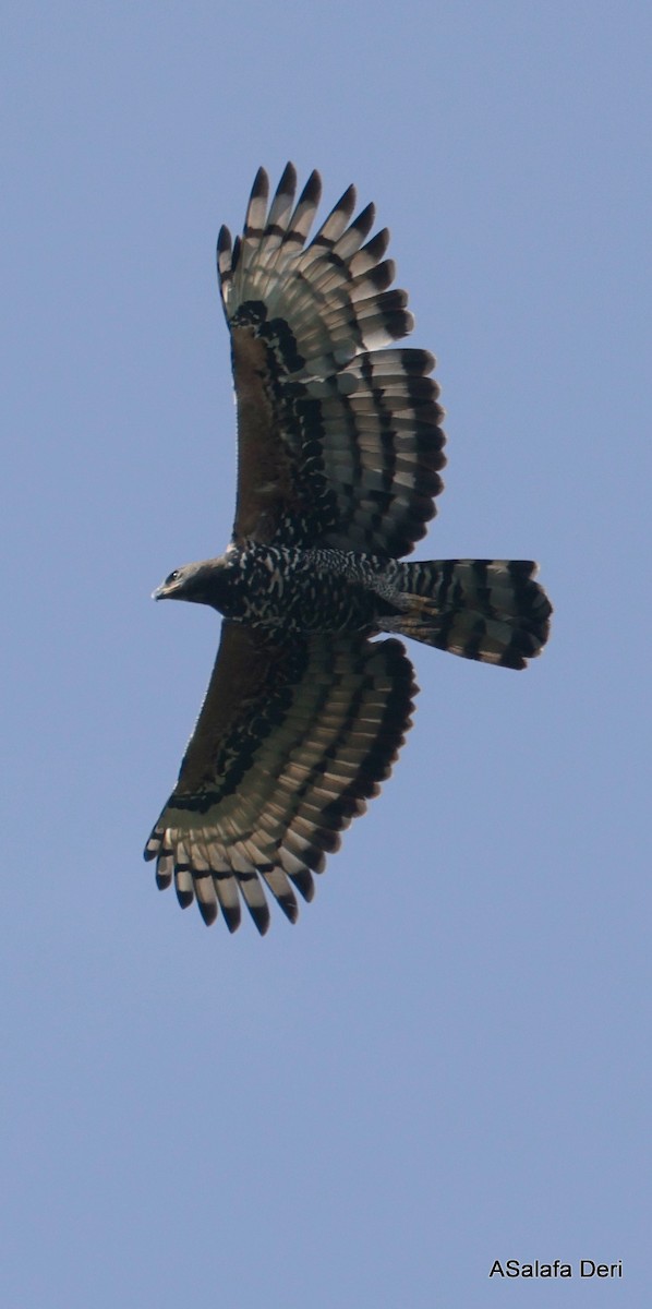 Crowned Eagle - Fanis Theofanopoulos (ASalafa Deri)