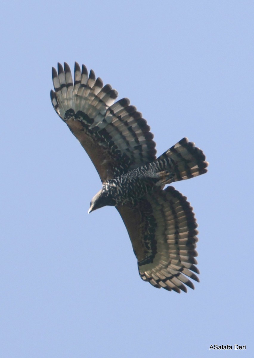 Crowned Eagle - Fanis Theofanopoulos (ASalafa Deri)