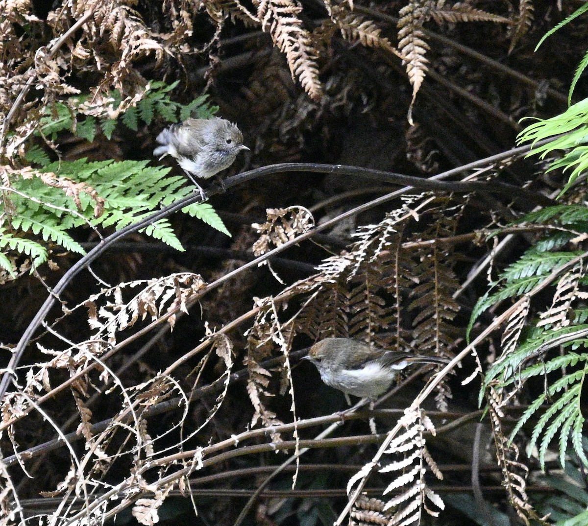 Tasmanian Thornbill - Snotty Foster