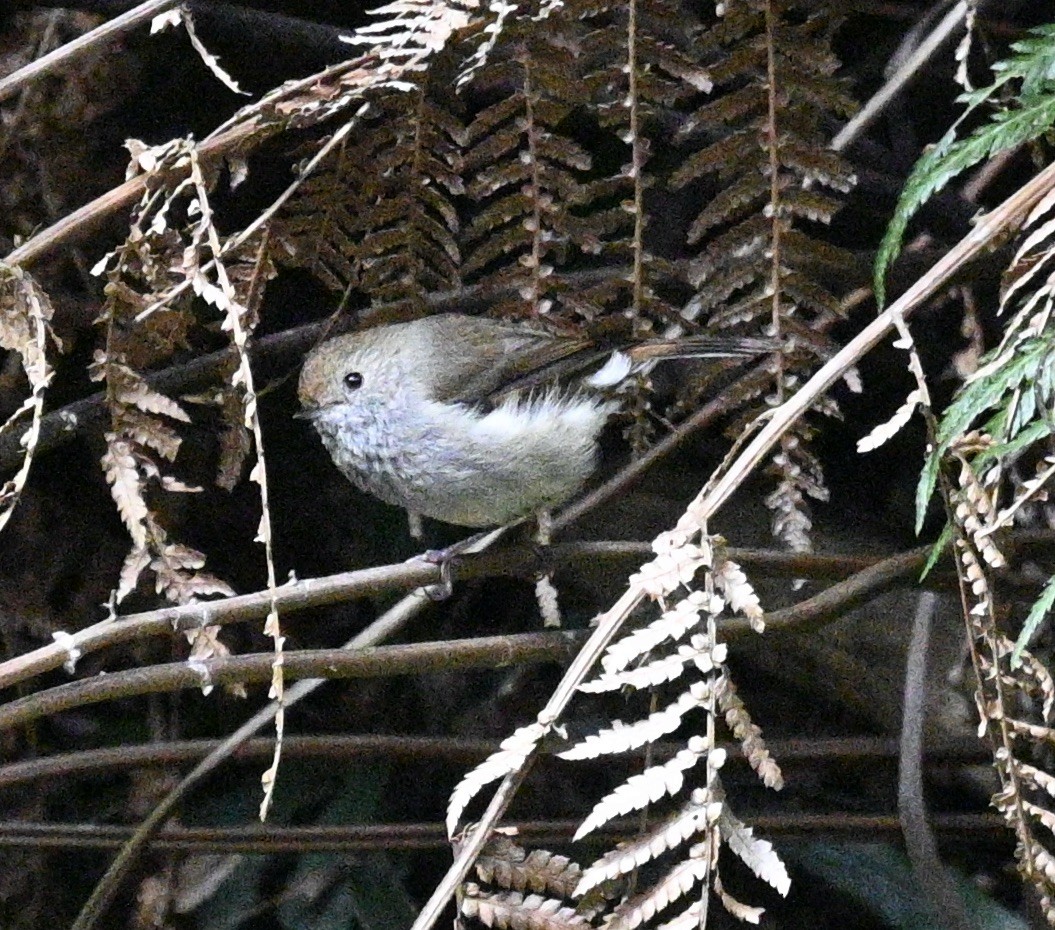 Tasmanian Thornbill - ML611781546