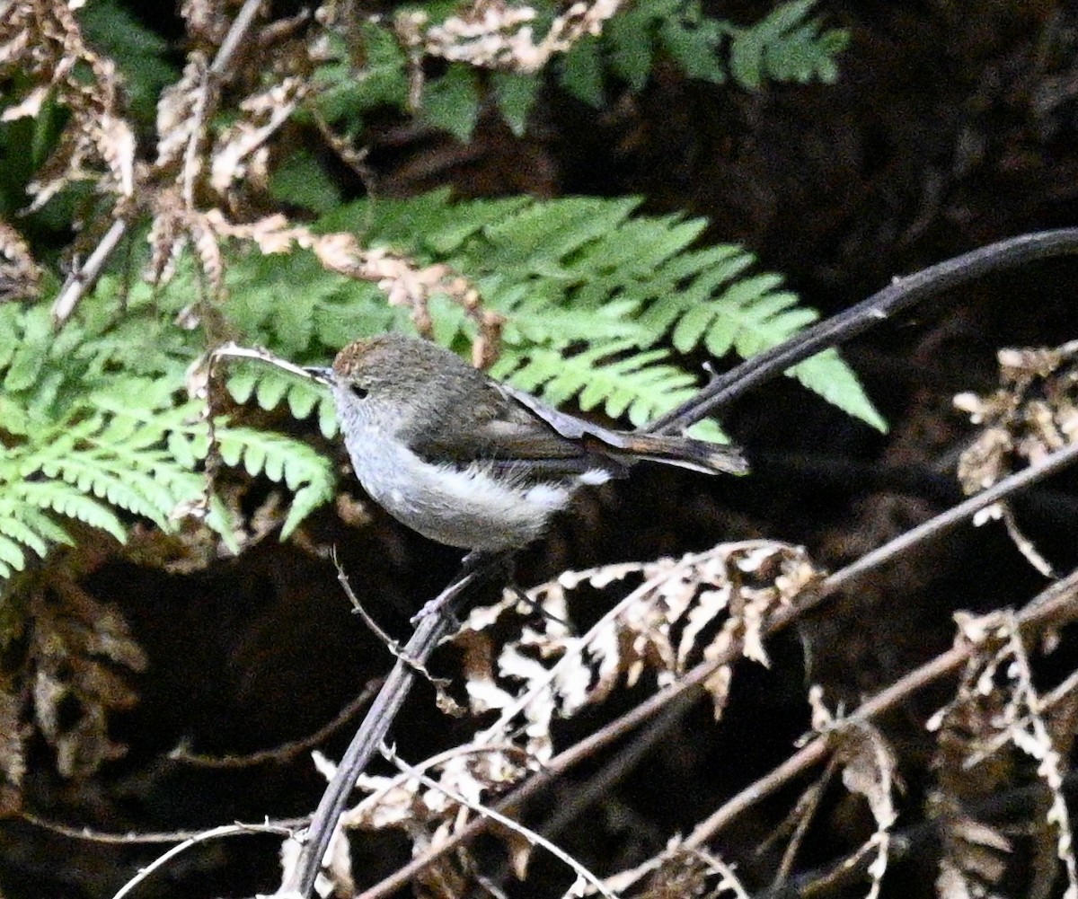 Tasmanian Thornbill - ML611781547