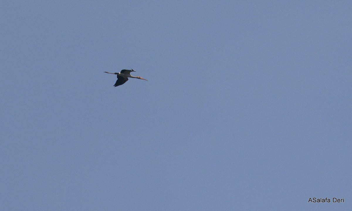 Yellow-billed Stork - Fanis Theofanopoulos (ASalafa Deri)