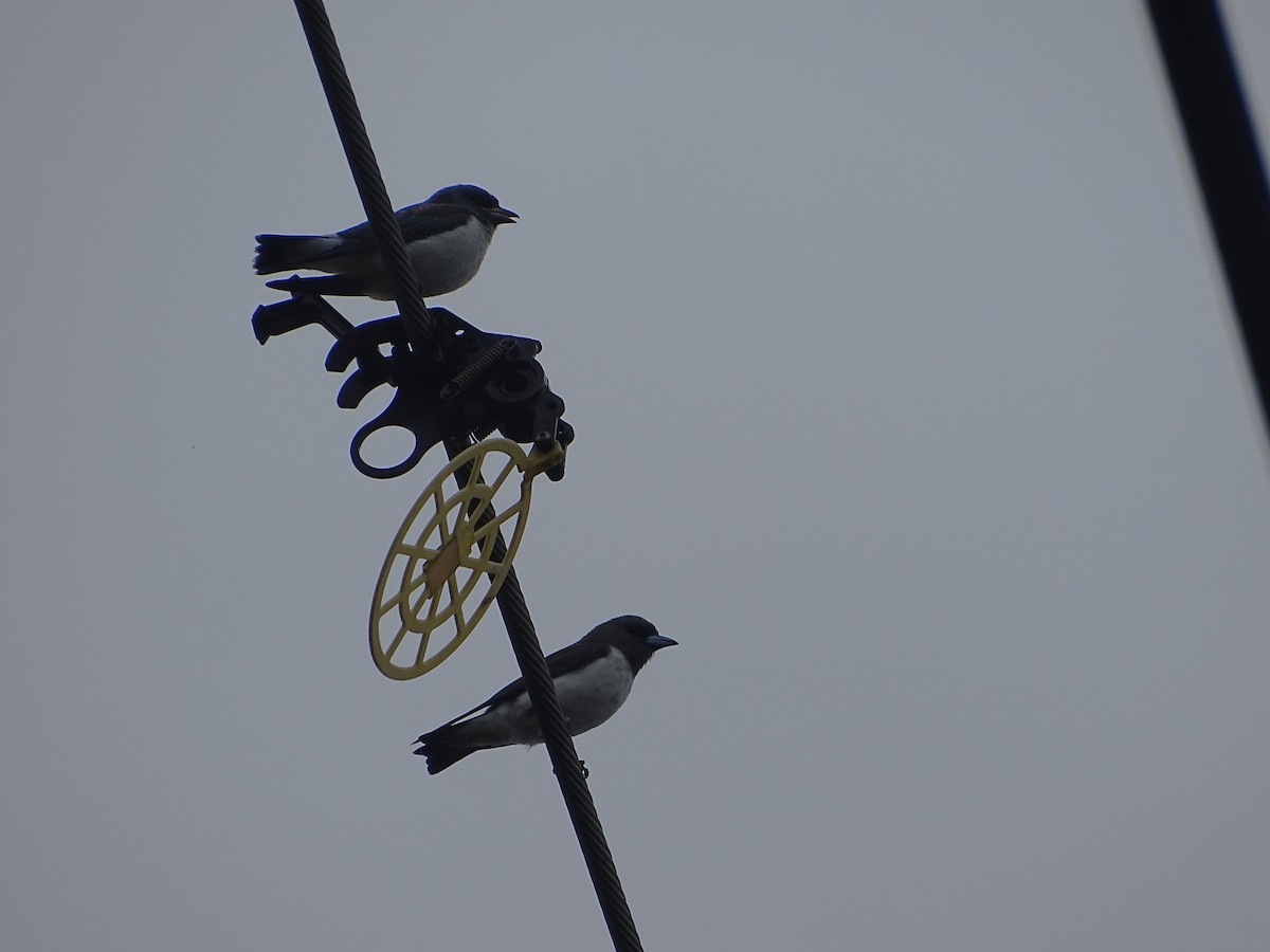 White-breasted Woodswallow - ML611781574