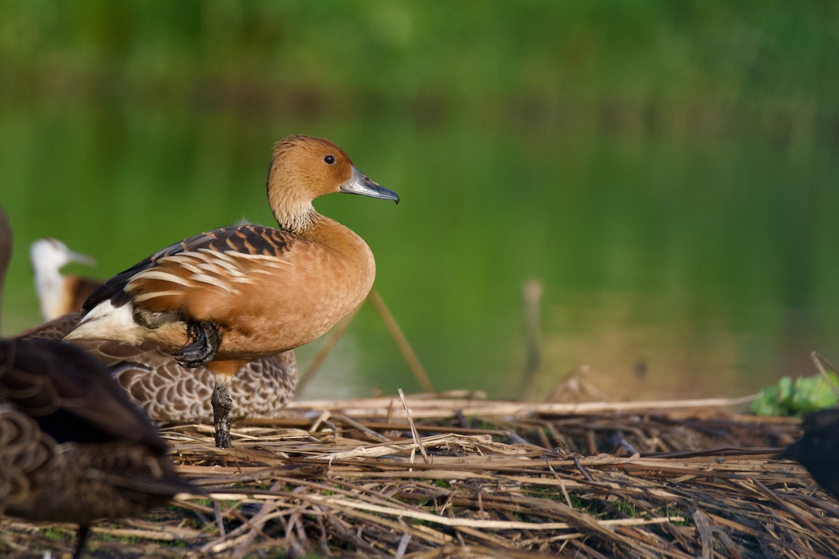 Fulvous Whistling-Duck - ML611781600