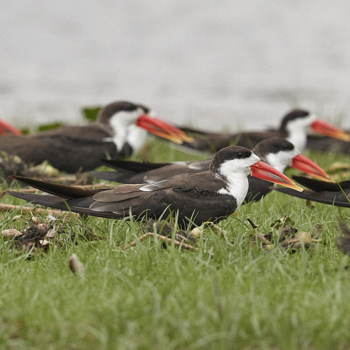 African Skimmer - ML611781620