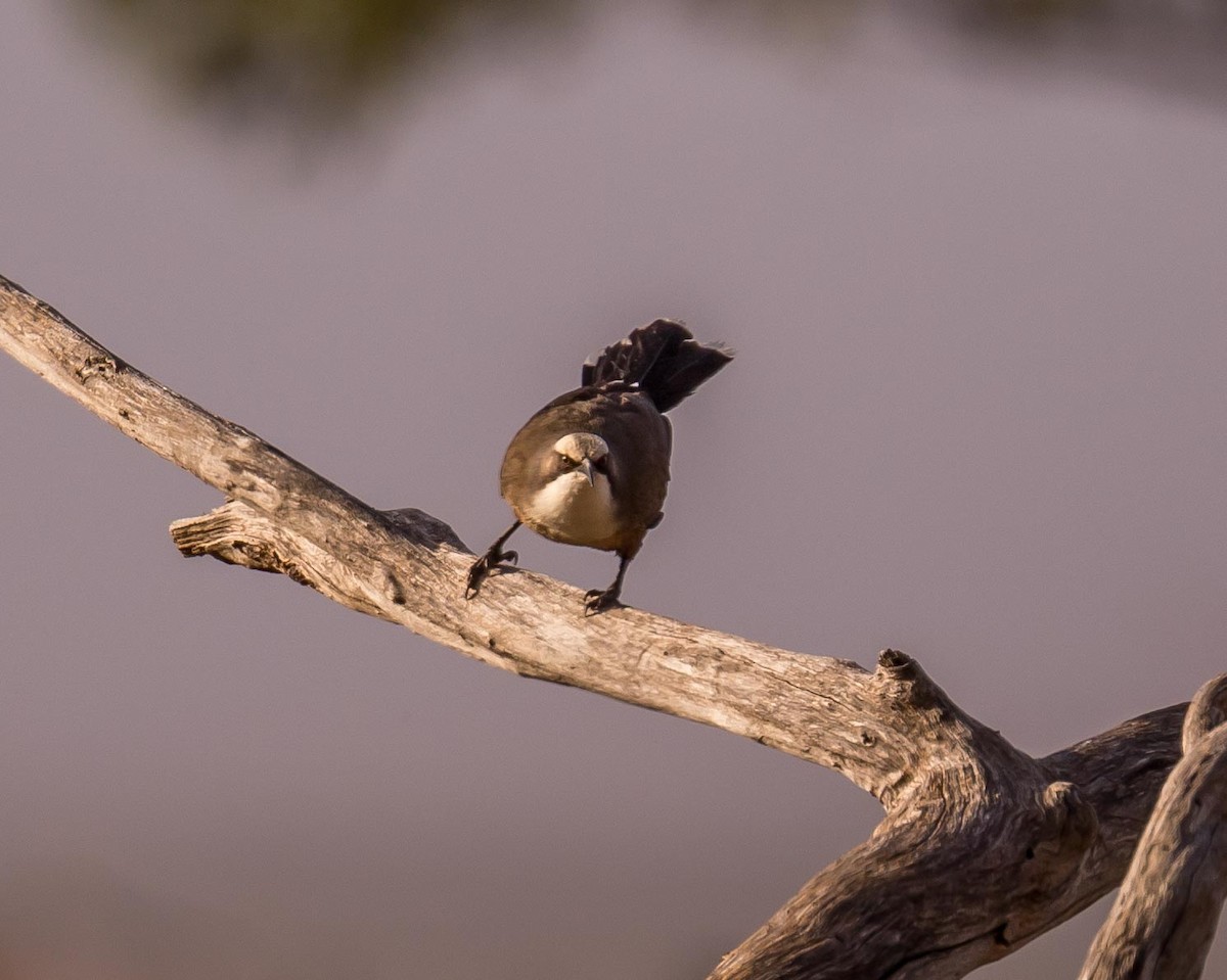 Gray-crowned Babbler - ML611781649