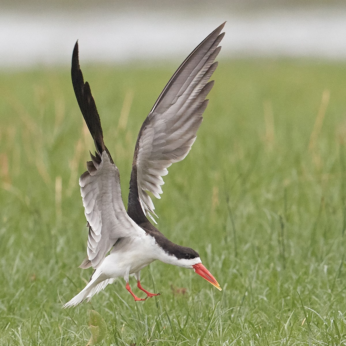 African Skimmer - ML611781650