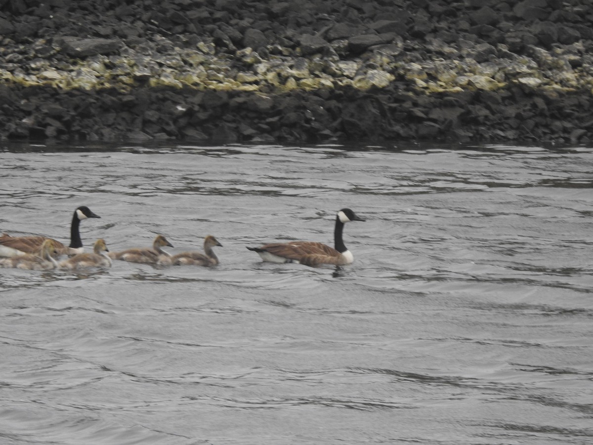 Canada Goose - ML611781651