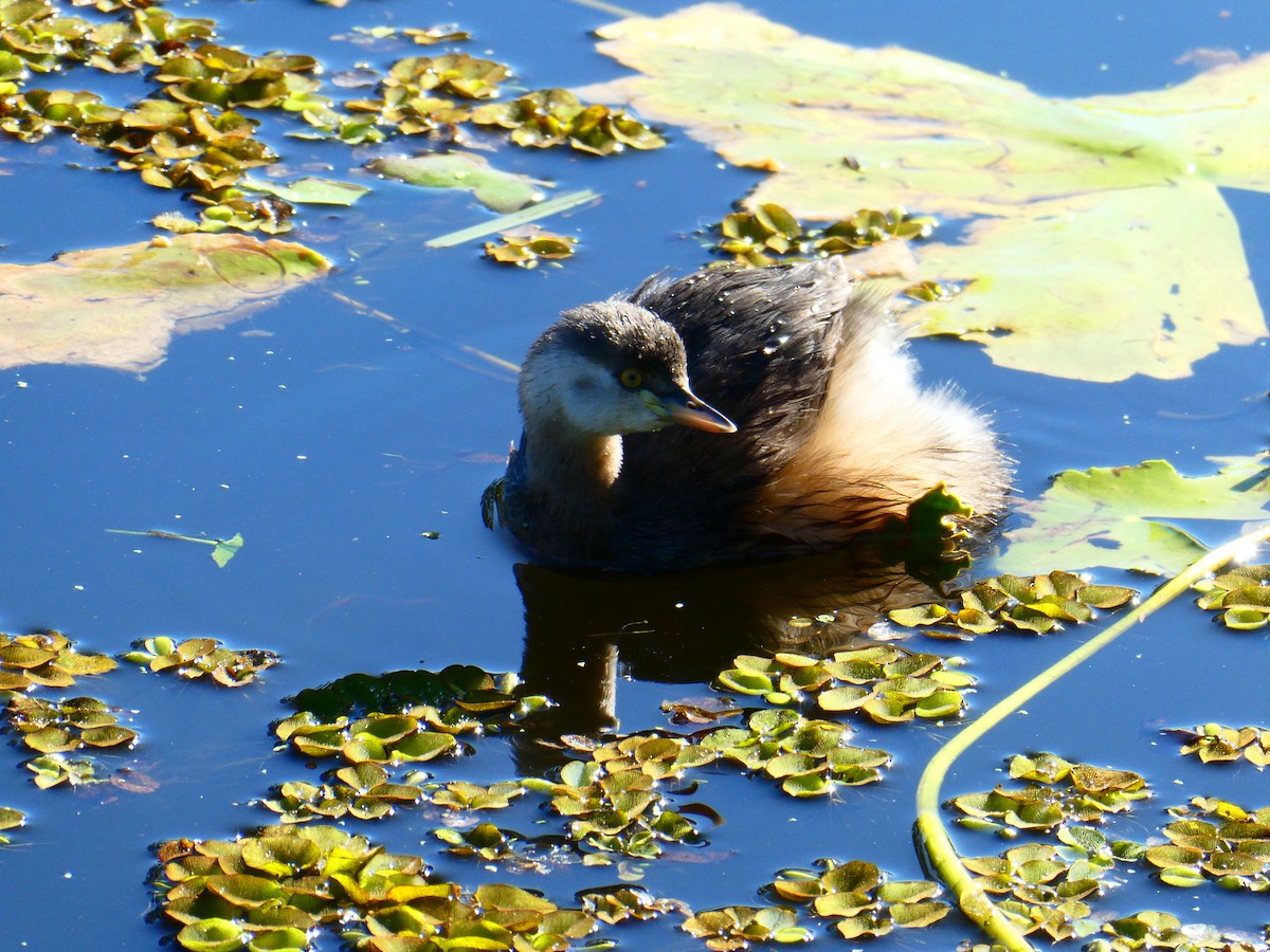 Australasian Grebe - Lev Ramchen