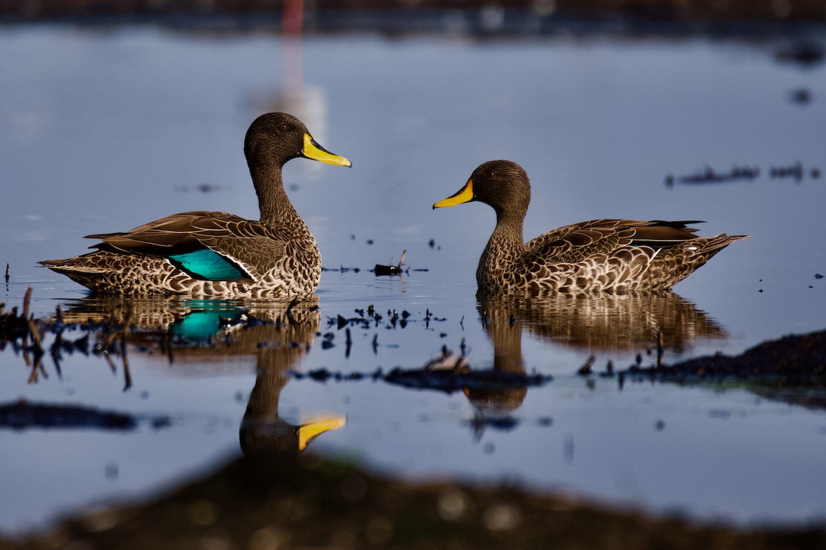 Yellow-billed Duck - ML611781720