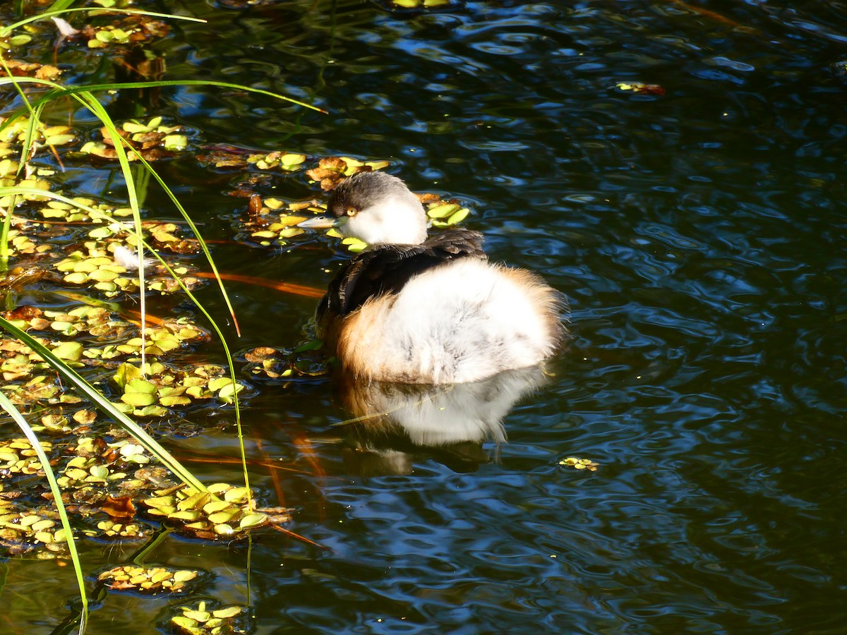 Australasian Grebe - Lev Ramchen