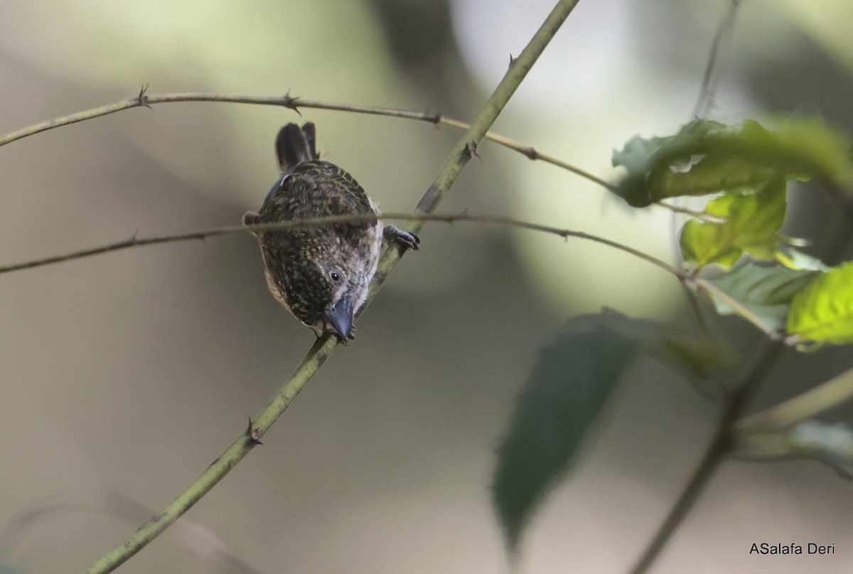 Schuppenbartvogel - ML611781752