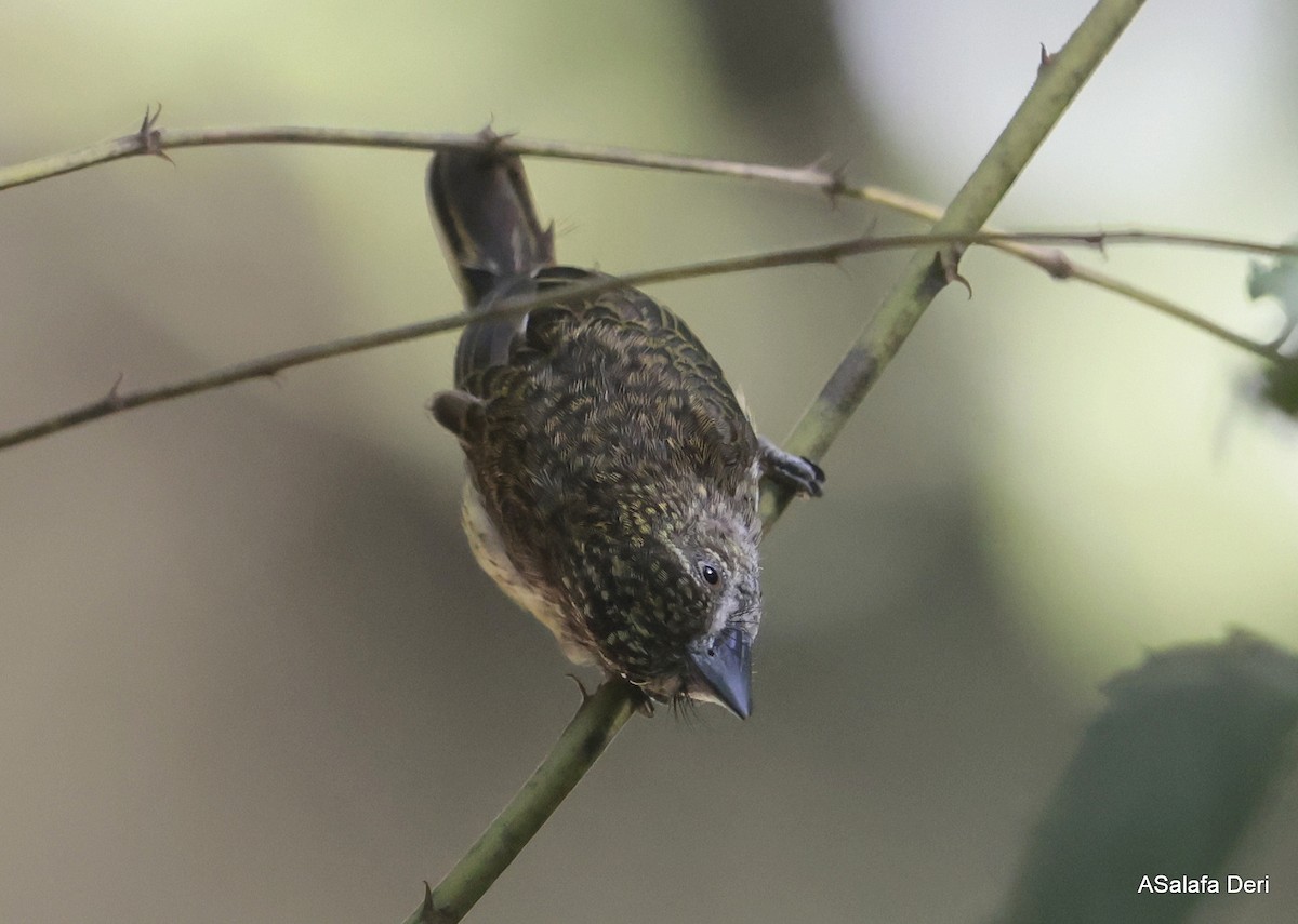 Speckled Tinkerbird - Fanis Theofanopoulos (ASalafa Deri)