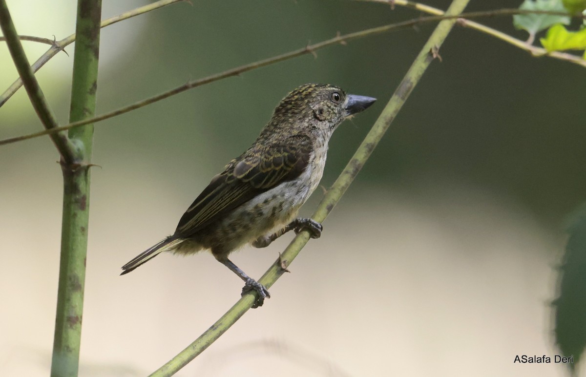 Speckled Tinkerbird - Fanis Theofanopoulos (ASalafa Deri)