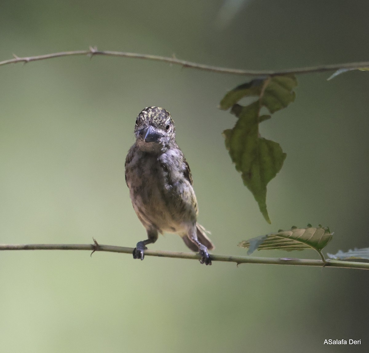 Schuppenbartvogel - ML611781755