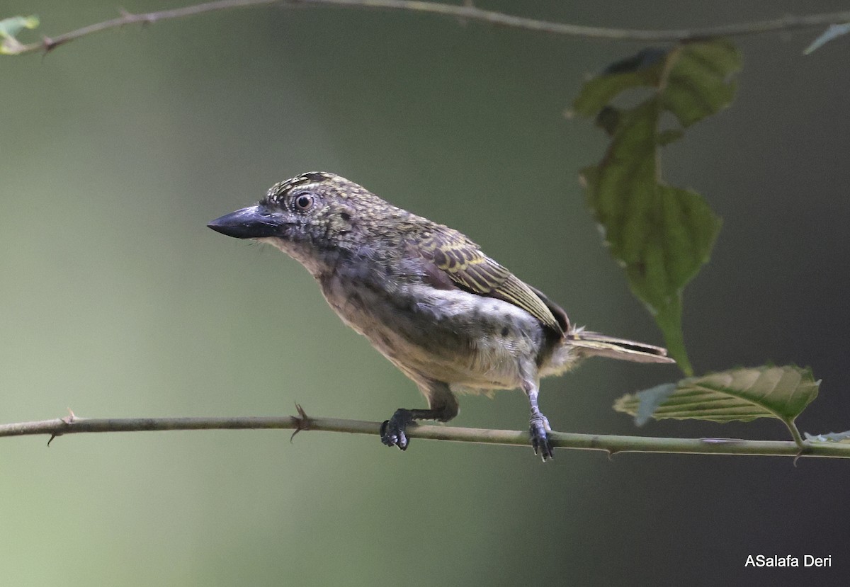 Speckled Tinkerbird - Fanis Theofanopoulos (ASalafa Deri)