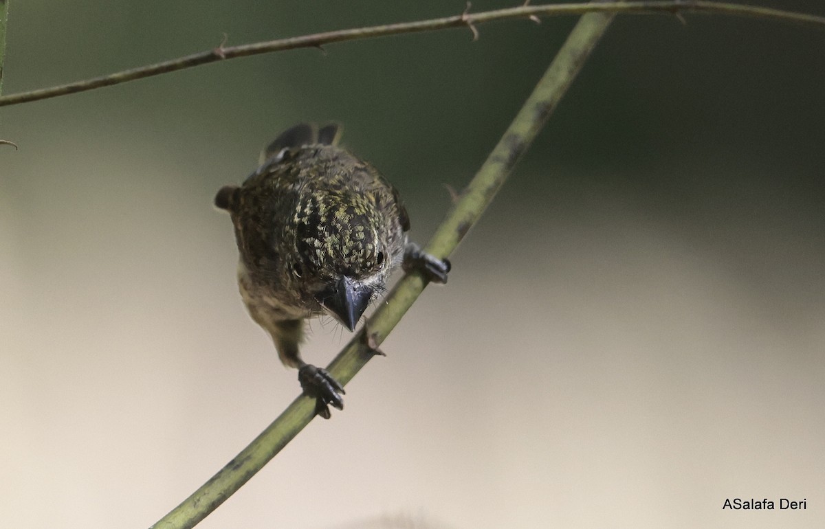Speckled Tinkerbird - Fanis Theofanopoulos (ASalafa Deri)