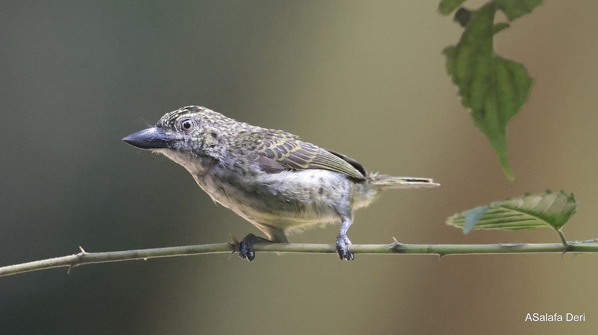 Schuppenbartvogel - ML611781758