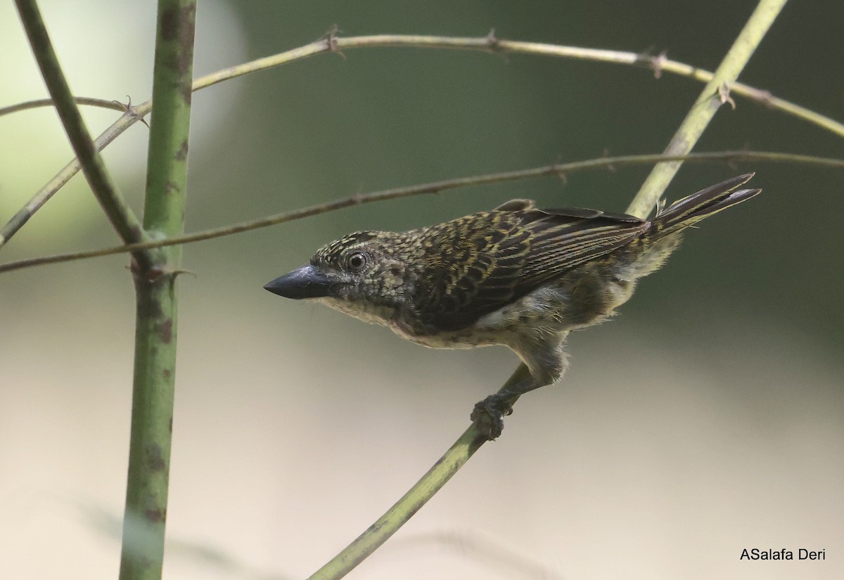 Speckled Tinkerbird - Fanis Theofanopoulos (ASalafa Deri)