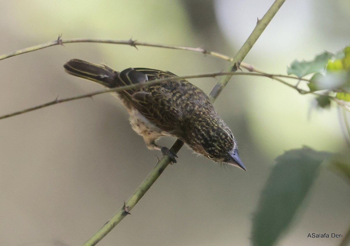 Speckled Tinkerbird - Fanis Theofanopoulos (ASalafa Deri)