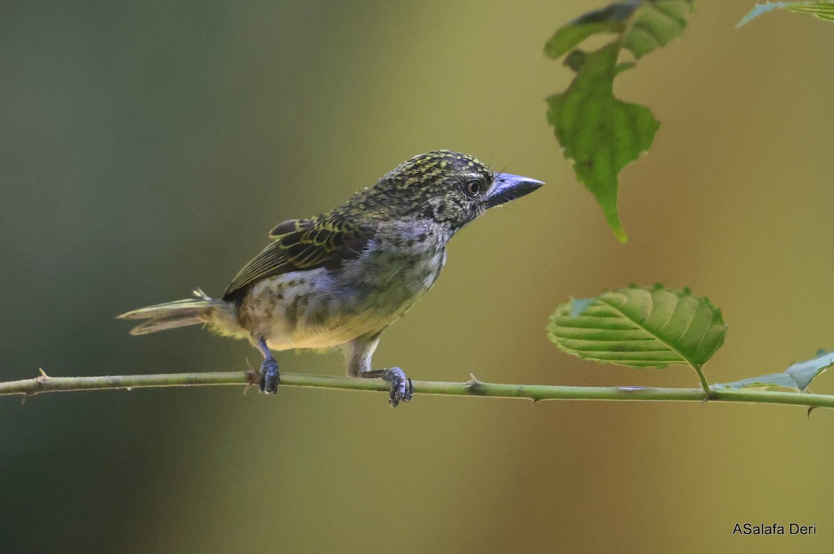 Speckled Tinkerbird - Fanis Theofanopoulos (ASalafa Deri)