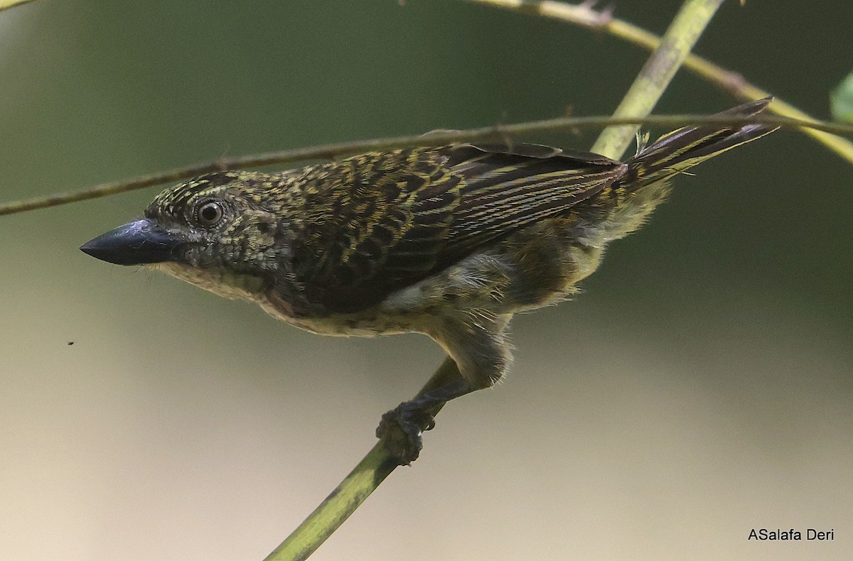 Speckled Tinkerbird - ML611781763