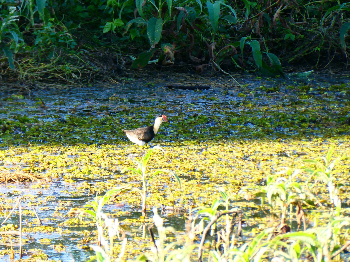 Comb-crested Jacana - ML611781789