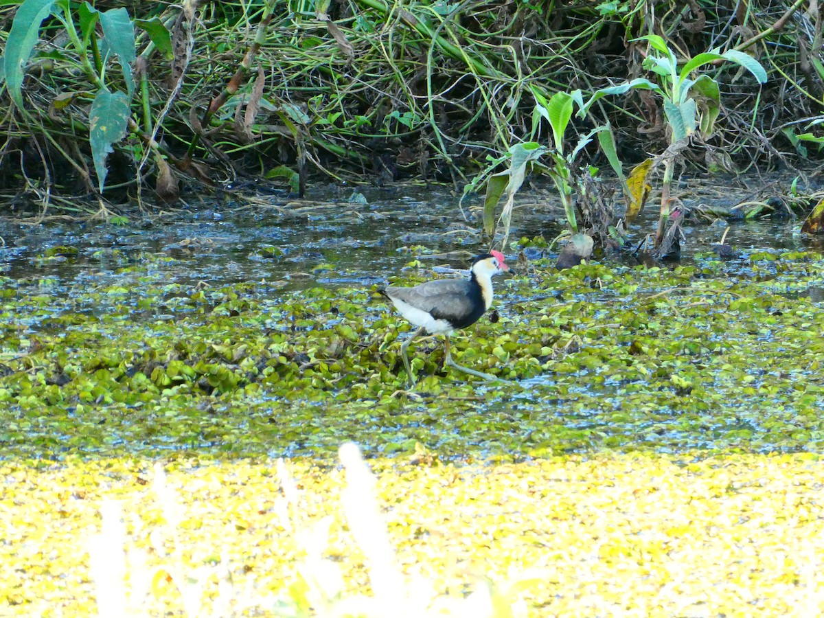 Comb-crested Jacana - Lev Ramchen