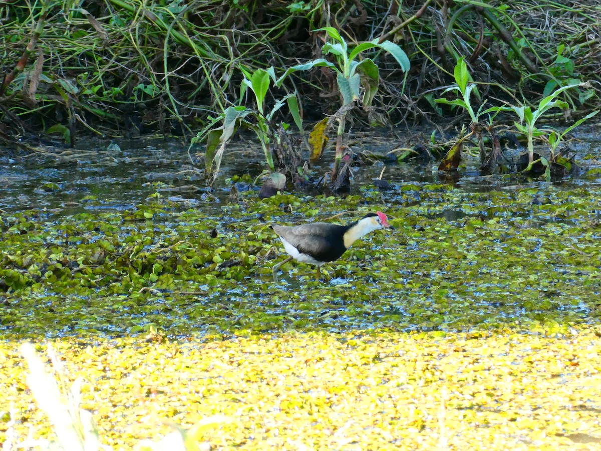 Jacana à crête - ML611781800