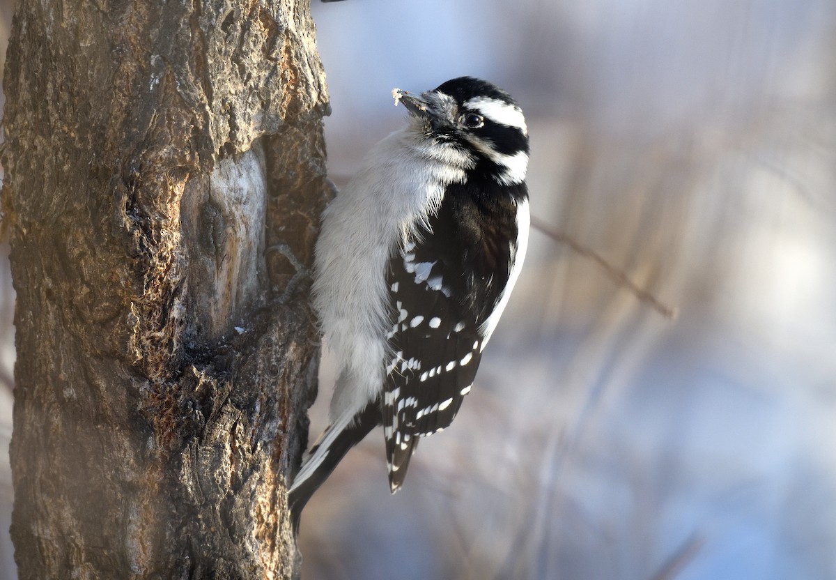Downy Woodpecker - ML611781809