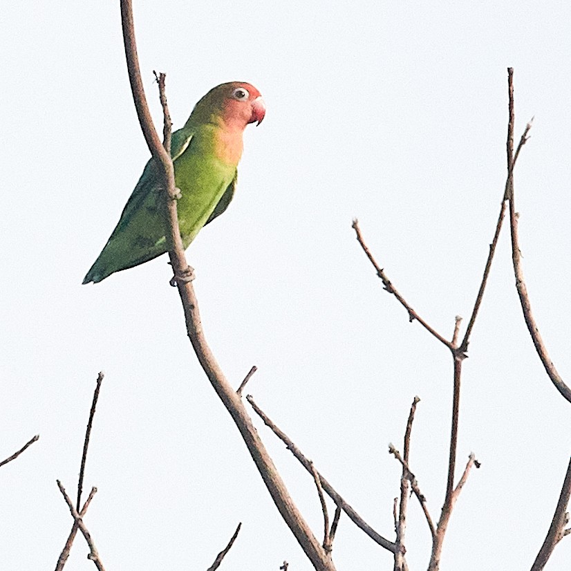 Lilian's Lovebird - Werner Suter