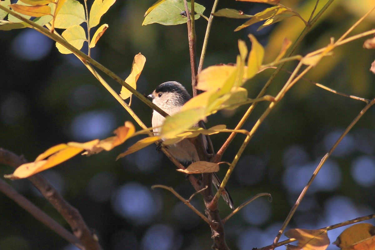 Silver-throated Tit - ML611781891