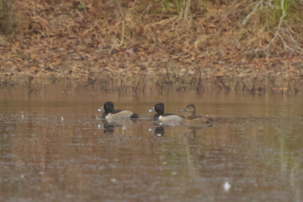 Ring-necked Duck - ML611782039