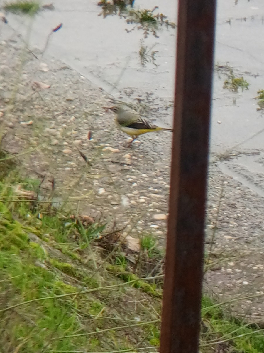 Gray Wagtail - ML611782083