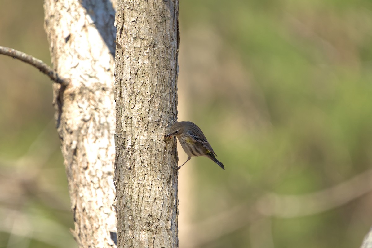 Yellow-rumped Warbler - ML611782182