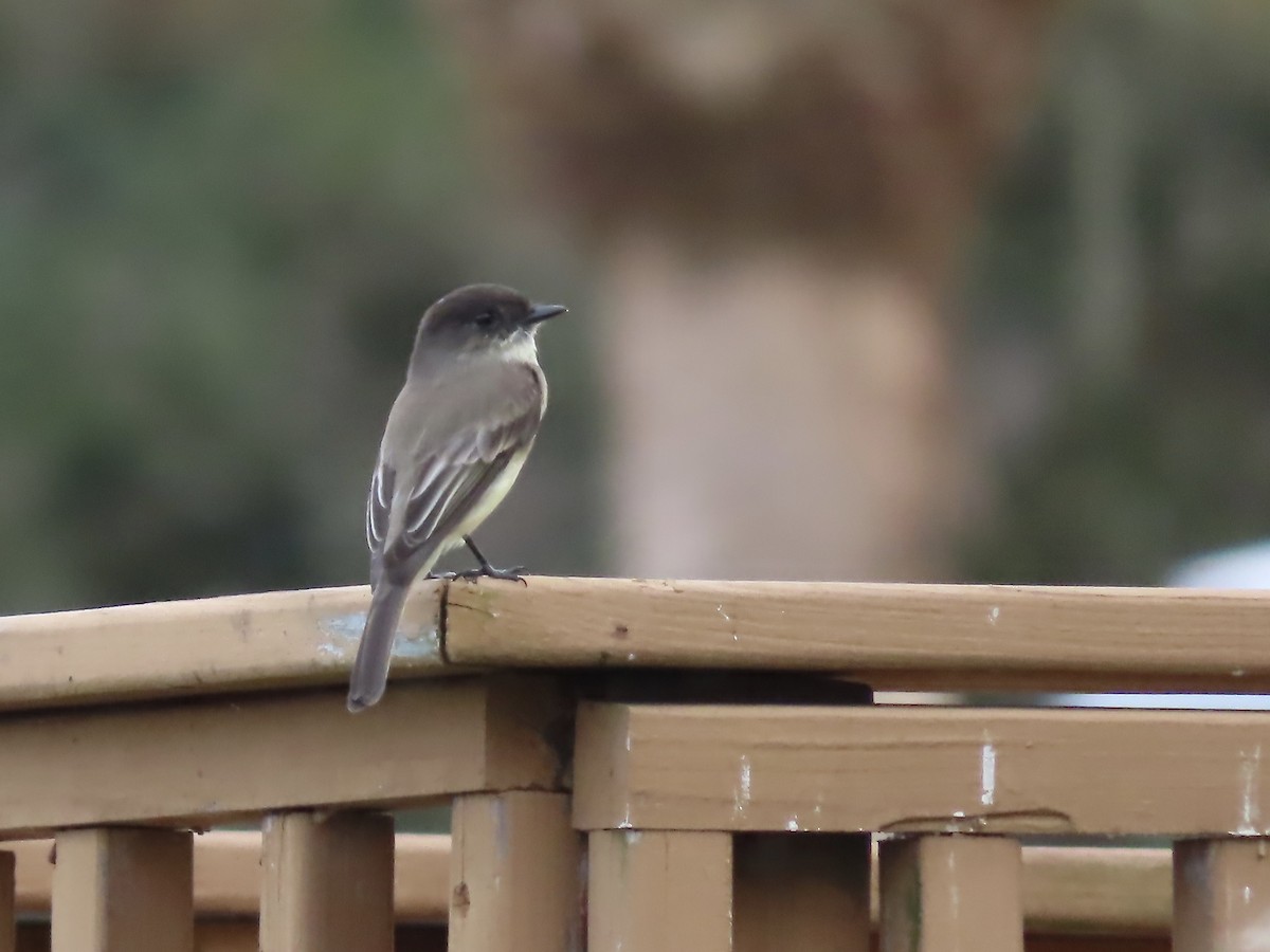 Eastern Phoebe - ML611782190