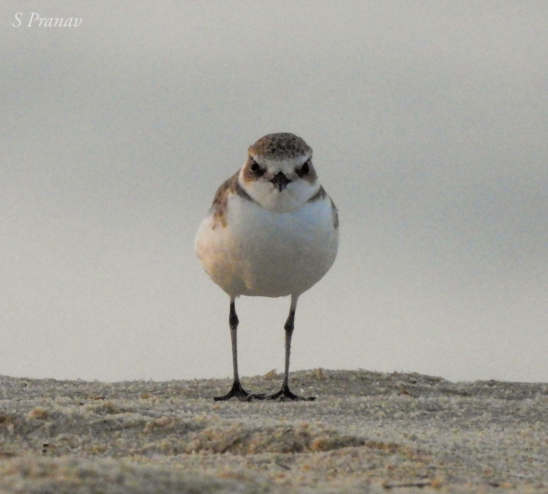 Kentish Plover - ML611782220