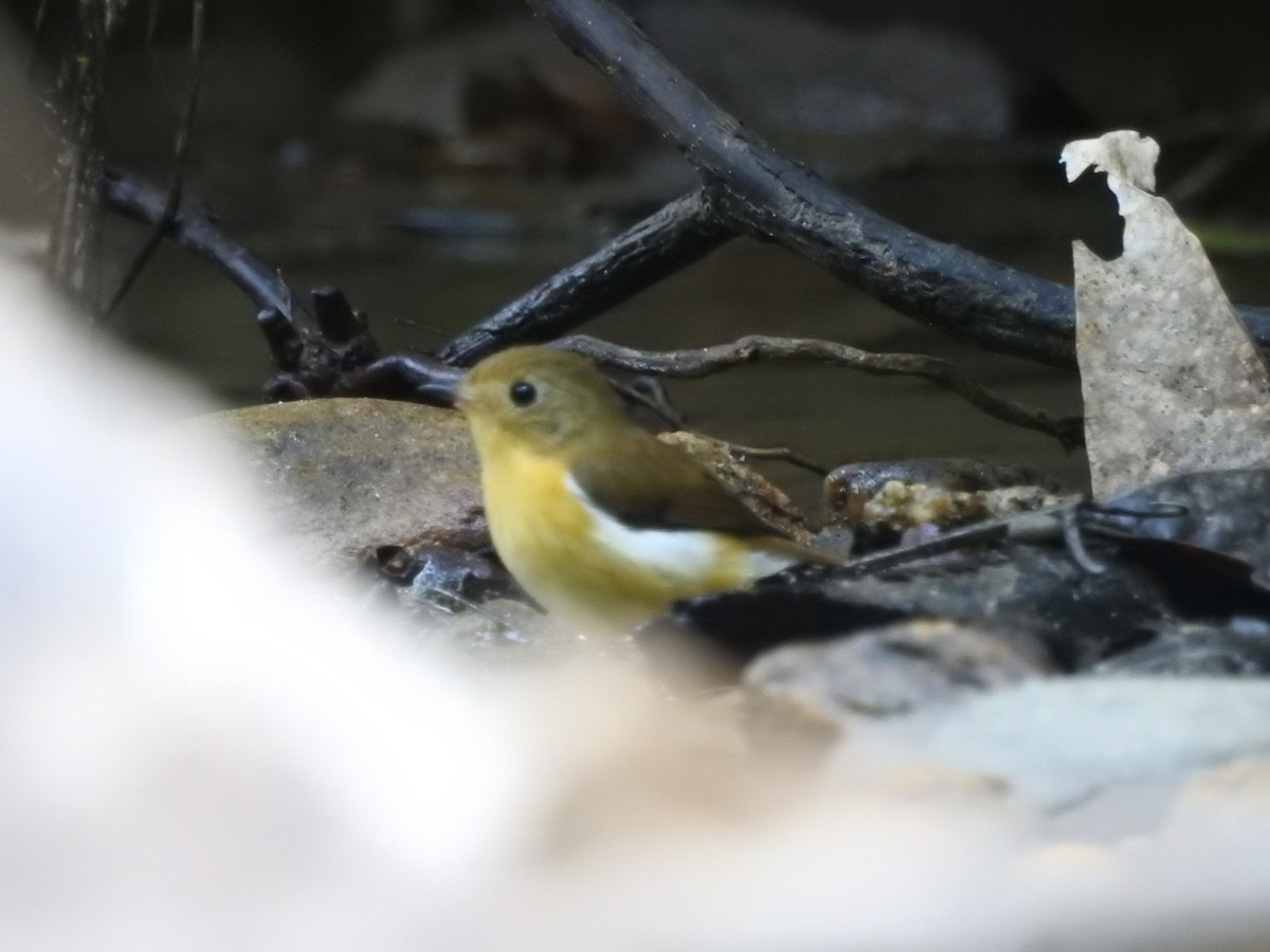 Pygmy Flycatcher - ML611782303