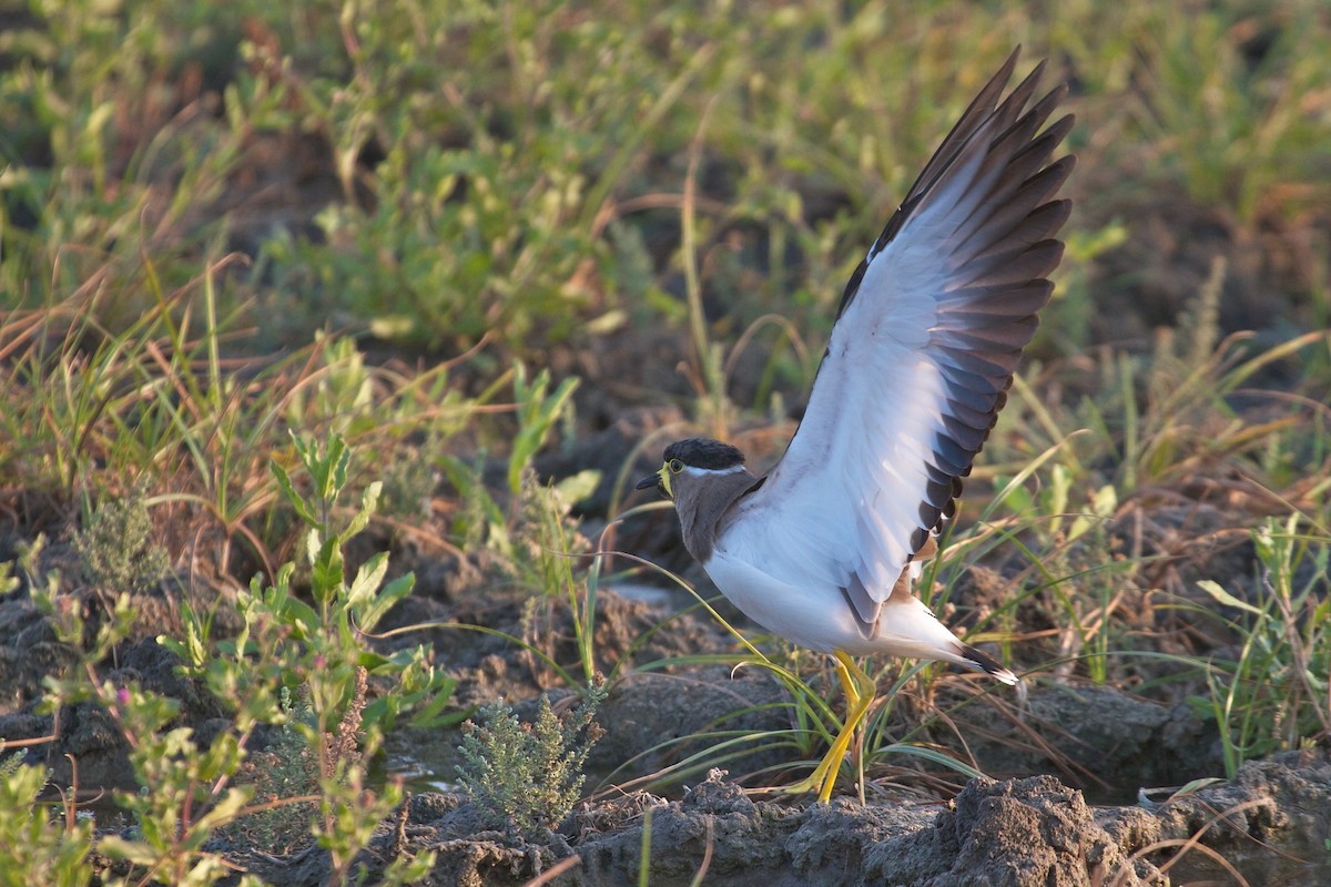 Yellow-wattled Lapwing - ML611782311