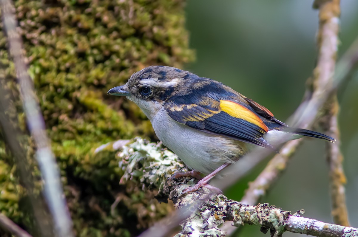 Pied Shrike-Babbler - ML611782339