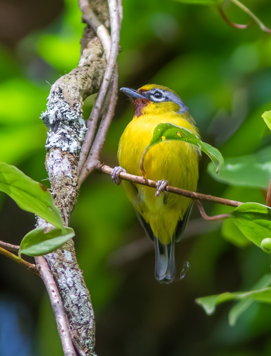 Rotstirn-Würgervireo - ML611782347