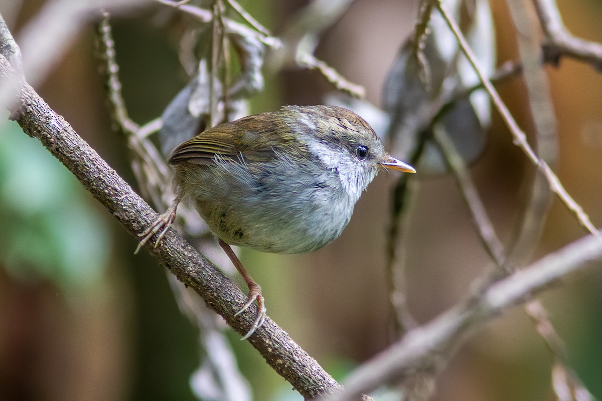 ズグロコビトサザイ - ML611782353