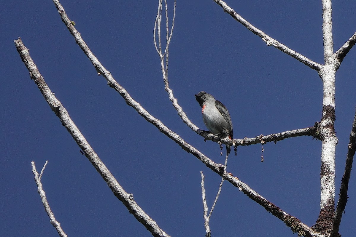 Ashy Flowerpecker - ML611782439