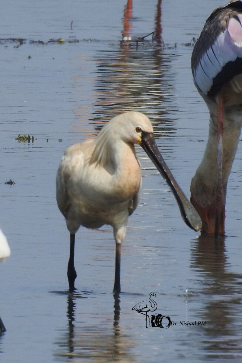 Eurasian Spoonbill - ML611782579